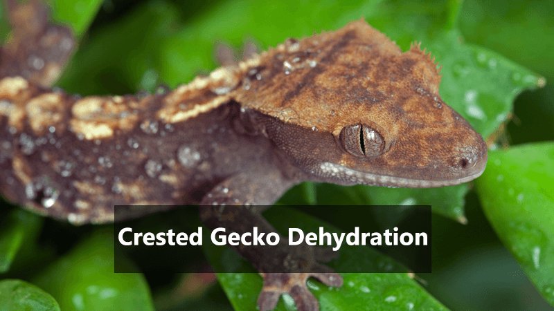 crested-gecko-dehydration