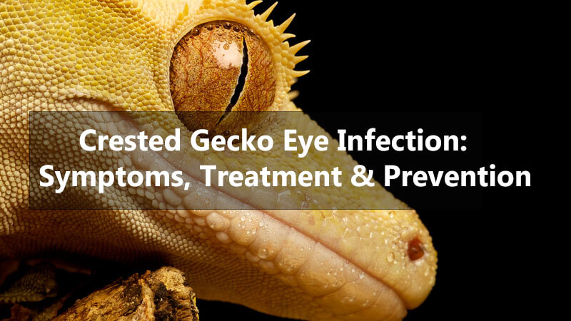 crested-gecko-eye-Infection