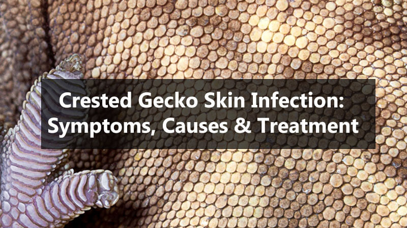 crested-gecko-skin-Infection