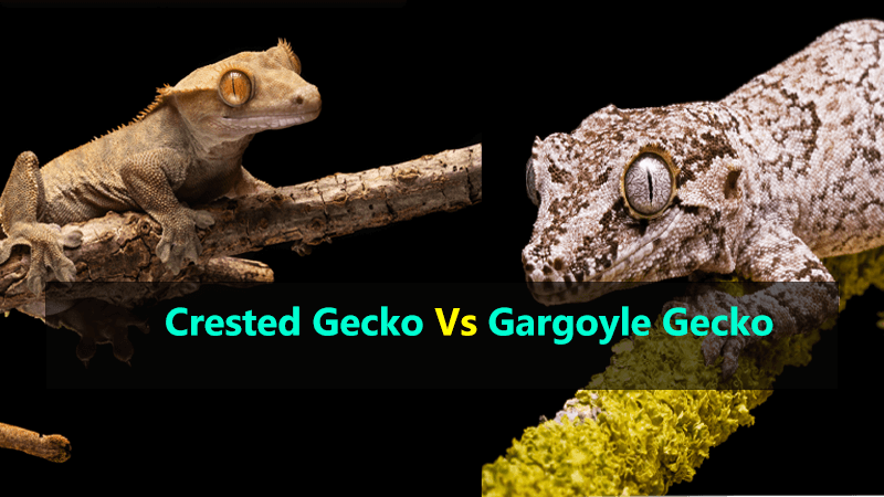 crested-gecko-vs-gargoyle-gecko