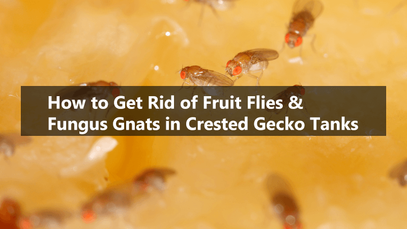how-to-get-rid-of-fruit-flies-and-fungus-gnats-in-crested-gecko-tanks