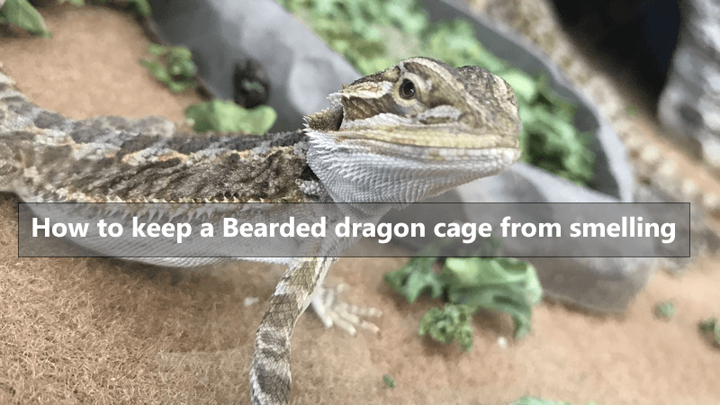 tips-how-to-keep-your-bearded-dragon-cage-from-smelling-mypetreptiles