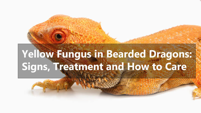 yellow-fungus-in-bearded-dragons
