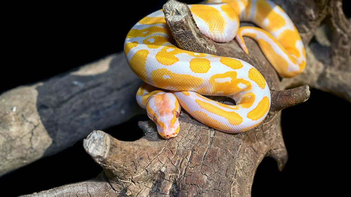 albino-ball-python