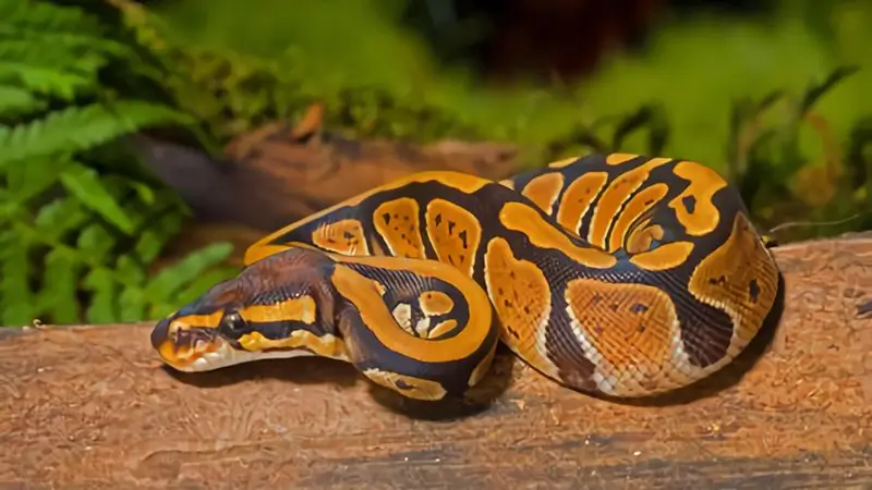 ball-python-morphs