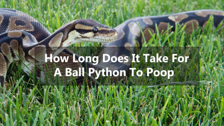 How Long Does It Take For A Ball Python To Poop