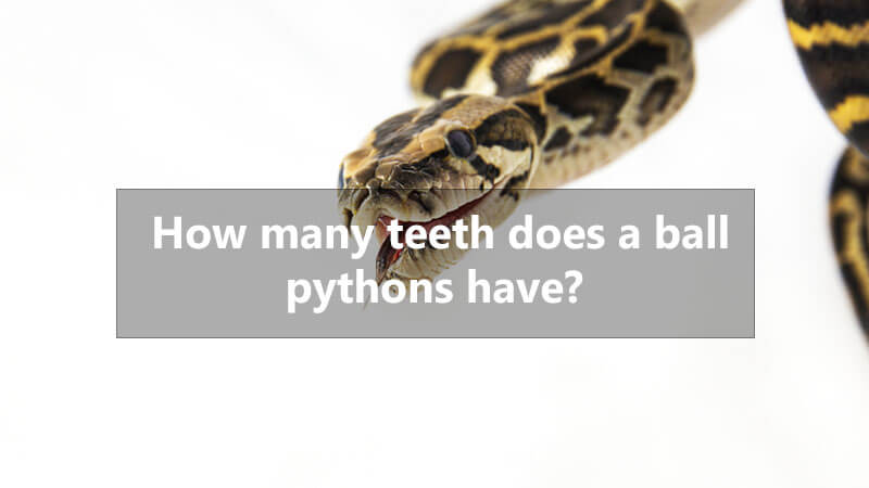 ball-python-teeth