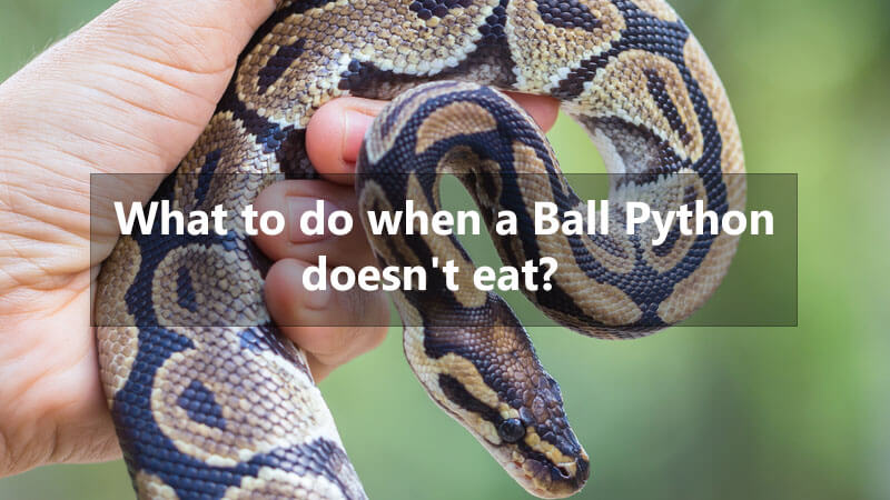 ball-python-wont-eat