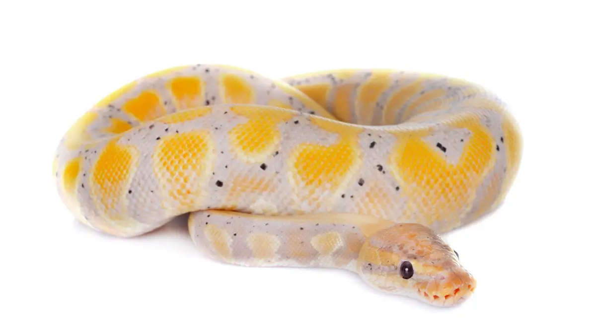 banana-ball-python