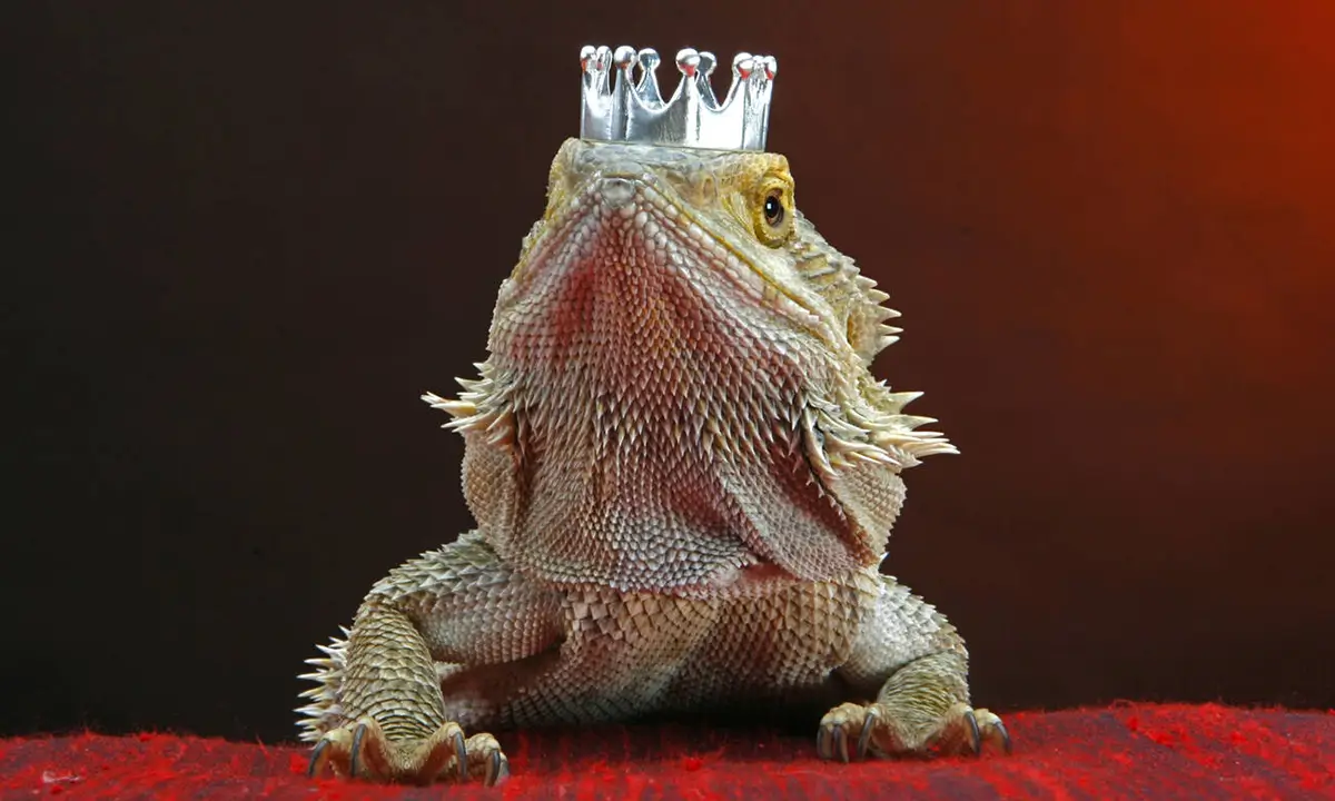 bearded-dragon-accessories