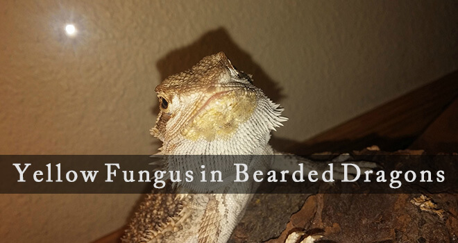 bearded-dragon-yellow-fungus