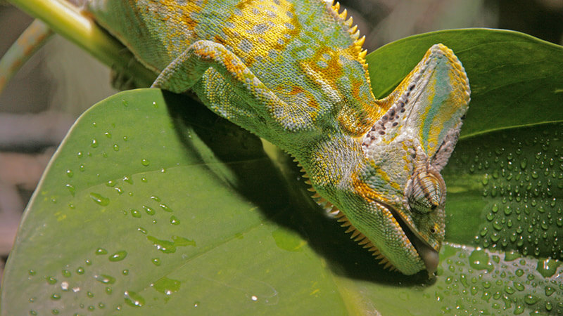 chameleon-drink-water-from-a-leaf