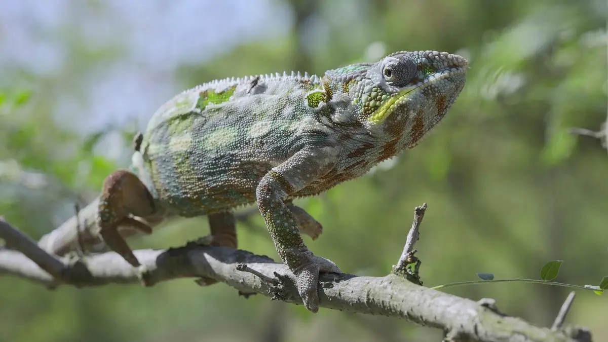 chameleon-shedding