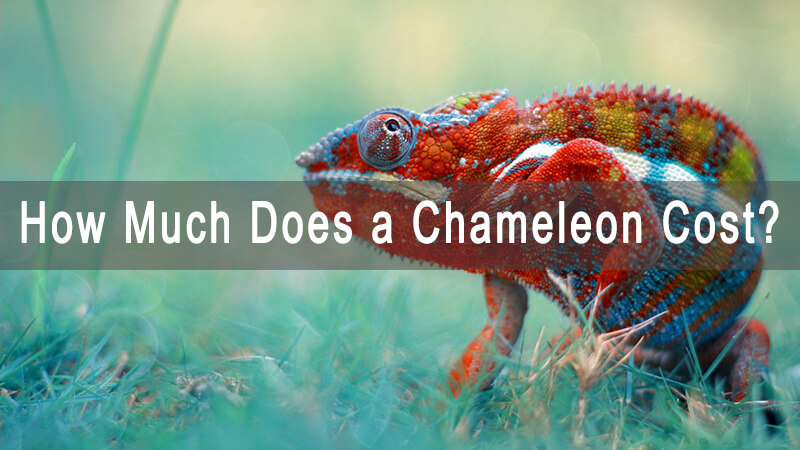 cost-of-chameleon