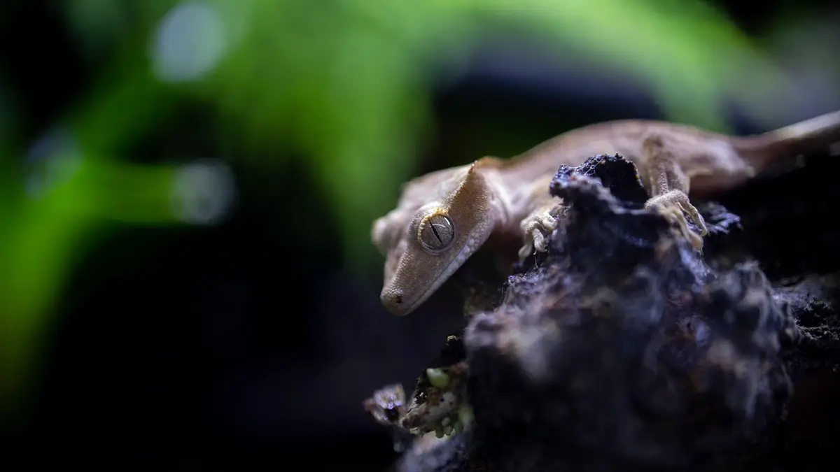 crested-gecko-humidity