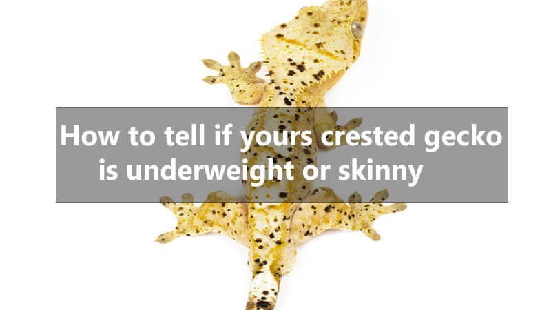 crested-gecko-is-underweight-or-skinny