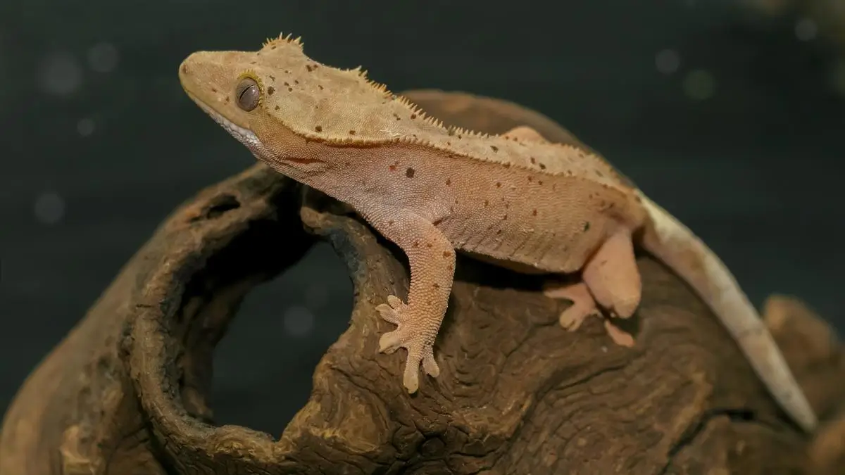 crested-gecko-skin-infection