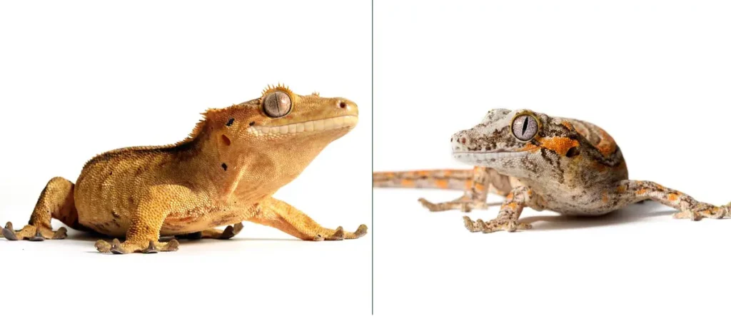 crested-gecko-vs-gargoyle-gecko