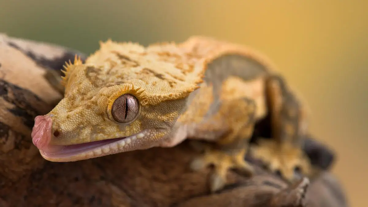 dehydrated-crested-gecko
