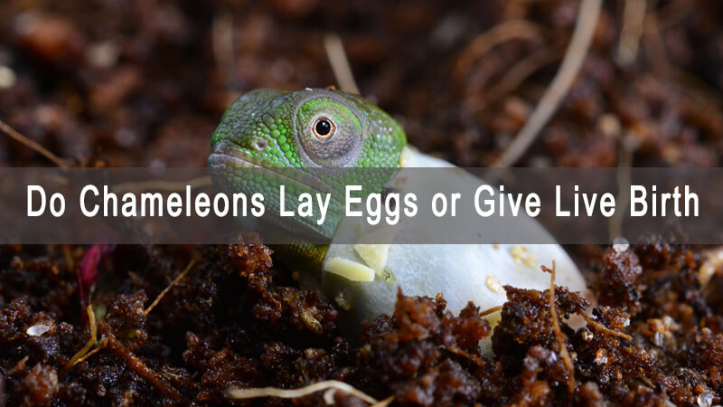 do-chameleon-lay-eggs