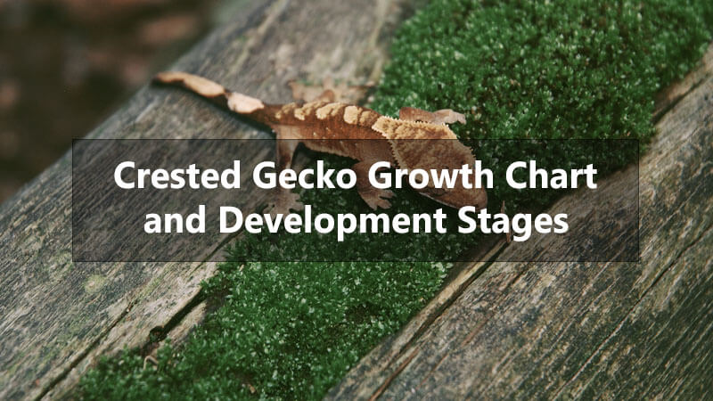 how-big-do-crested-geckos-get