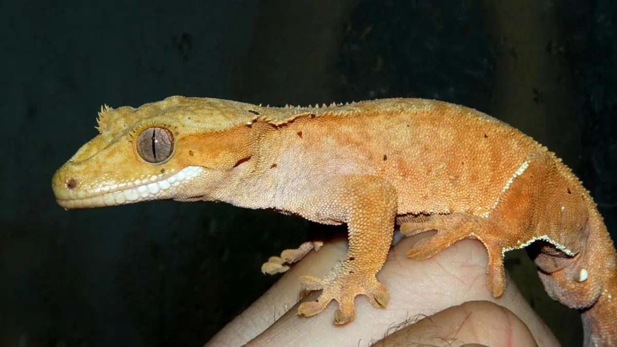 how-big-do-crested-geckos-get