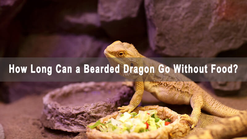 how-long-can-a-bearded-dragon-go-without-food