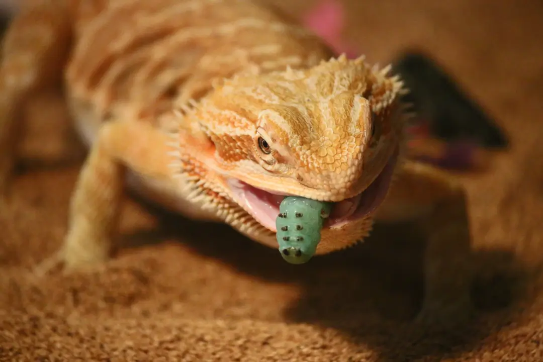 how-often-to-feed-bearded-dragon