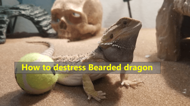 how-to-destress-bearded-dragon