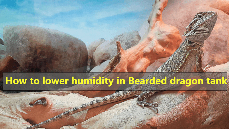 how-to-lower-humidity-in-bearded-dragon-tank