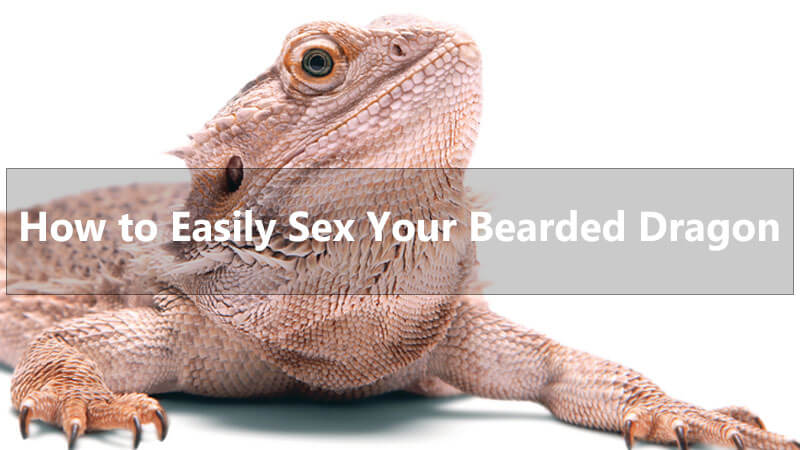 sexing-bearded-dragons