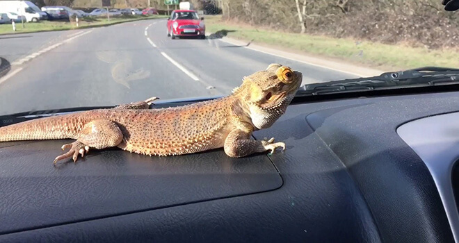 traveling-with-bearded-dragon