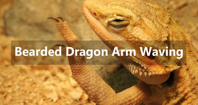 bearded-dragon-arm-waving
