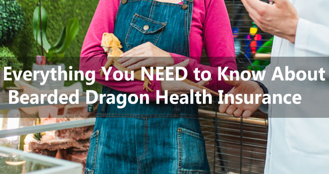 bearded-dragon-health-insurance