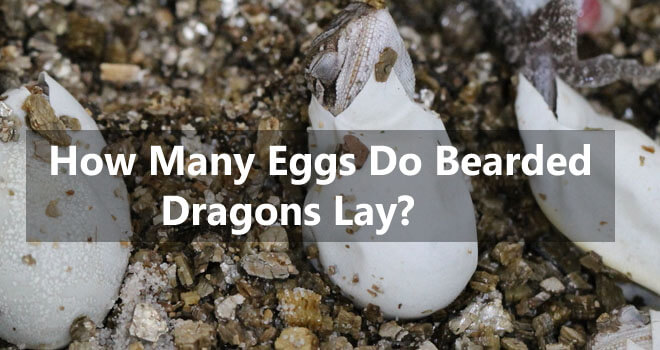 how-many-eggs-do-bearded-dragons-lay