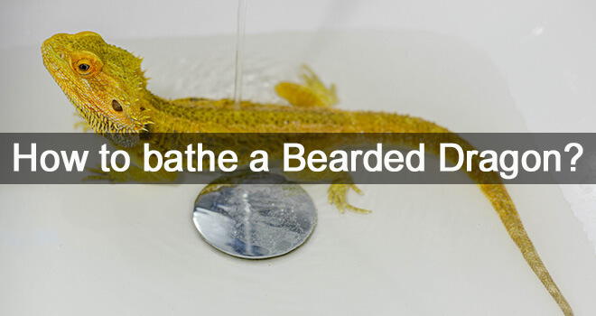 bathing-a-bearded-dragon
