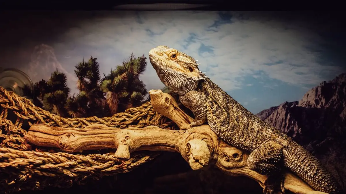 How To Get Rid Of Bearded Dragon Smell Tips And Ideas 