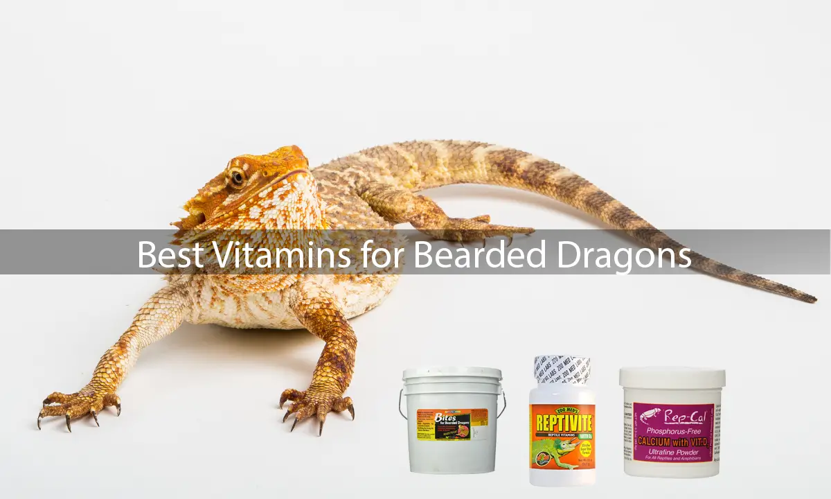 bearded-dragon-supplements