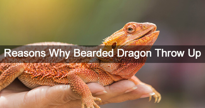 Bearded Dragon Throwing Up? Reasons Why & How to Care