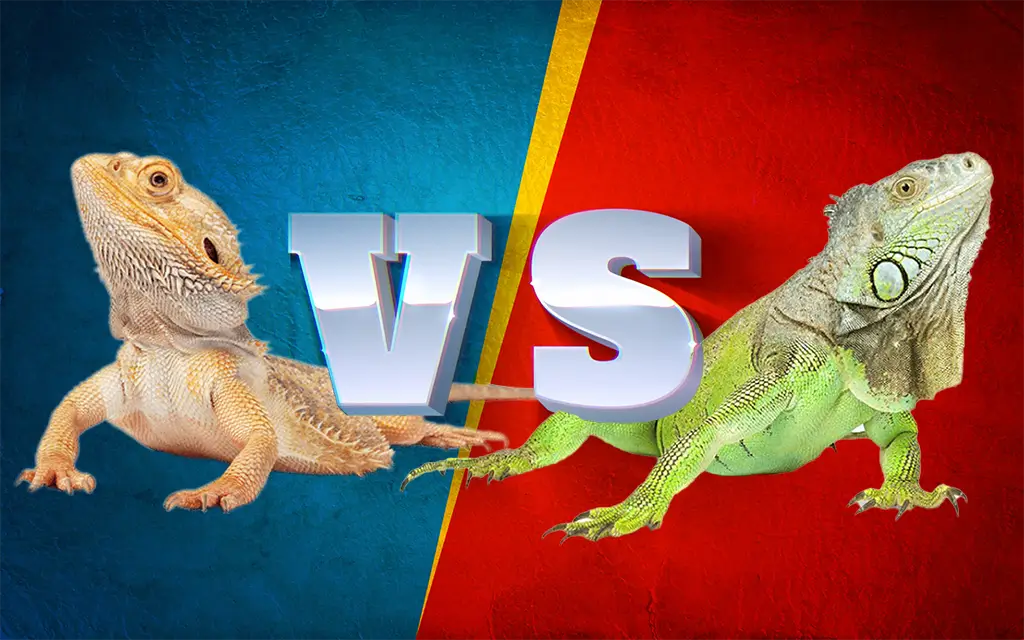 bearded-dragon-vs-iguana1