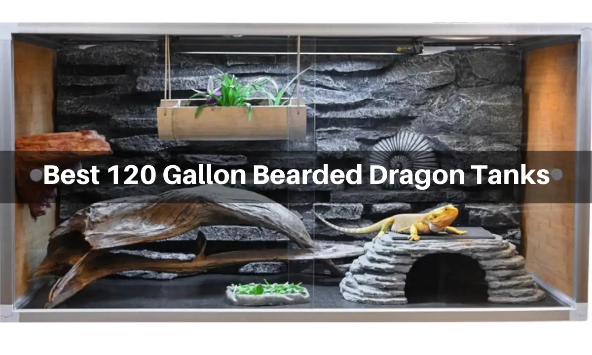 best-120-gallon-bearded-dragon-tank