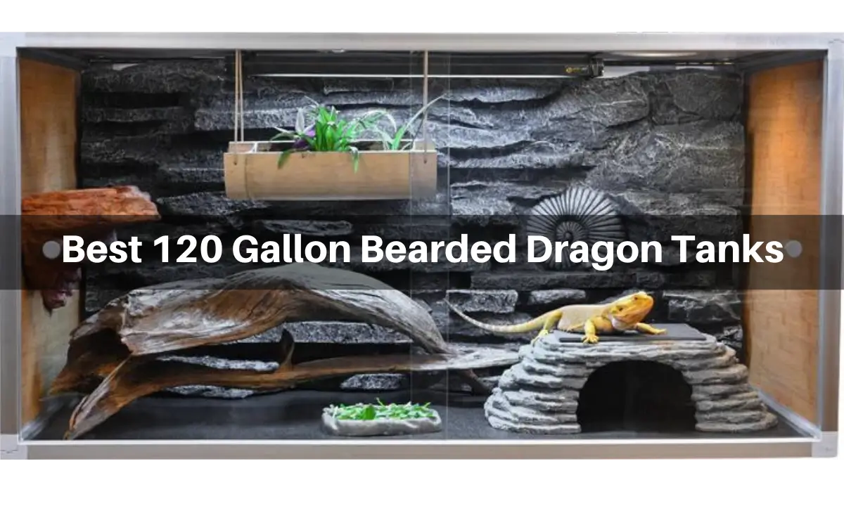 Best 120 Gallon Bearded Dragon Tank Shop Sale Www rosmaninhoazevedo