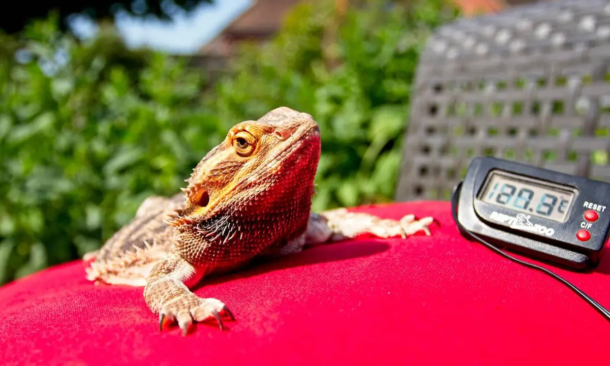 best-bearded-dragon-thermometer