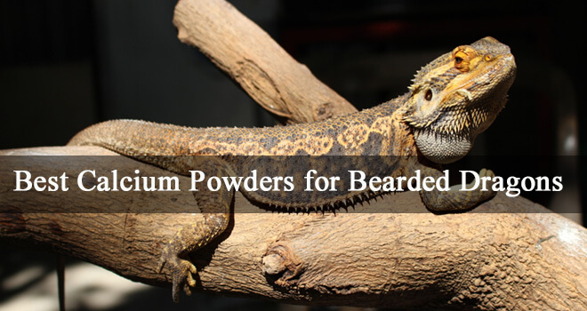 Illustration of How To Calculate Calcium Needs For Bearded Dragons With Mites