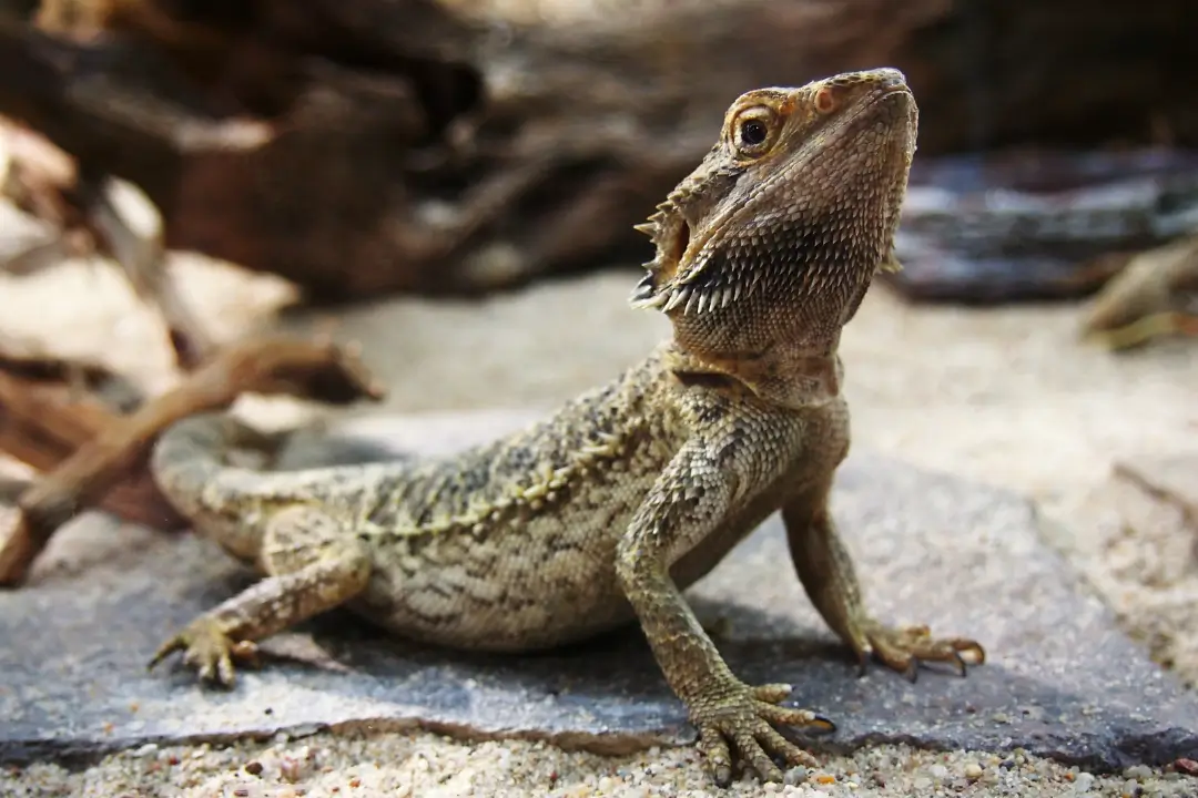 best-calcium-powders-for-bearded-dragons