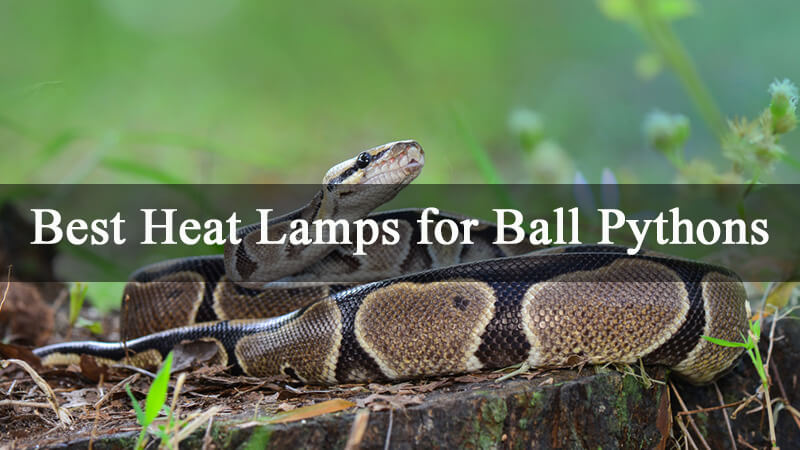 best-heat-lamps-for-ball-pythons