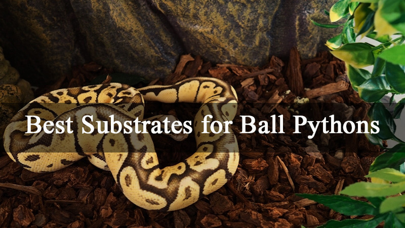 best-substrates-for-ball-pythons