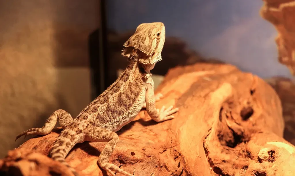 best-uvb-bulbs-for-bearded-dragons