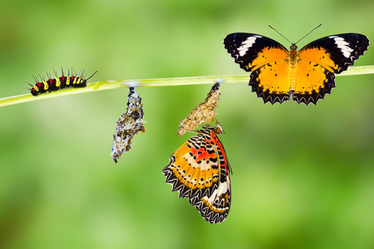 caterpillars or butterflies