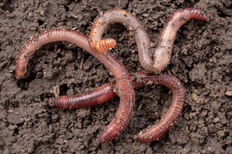 earthworms